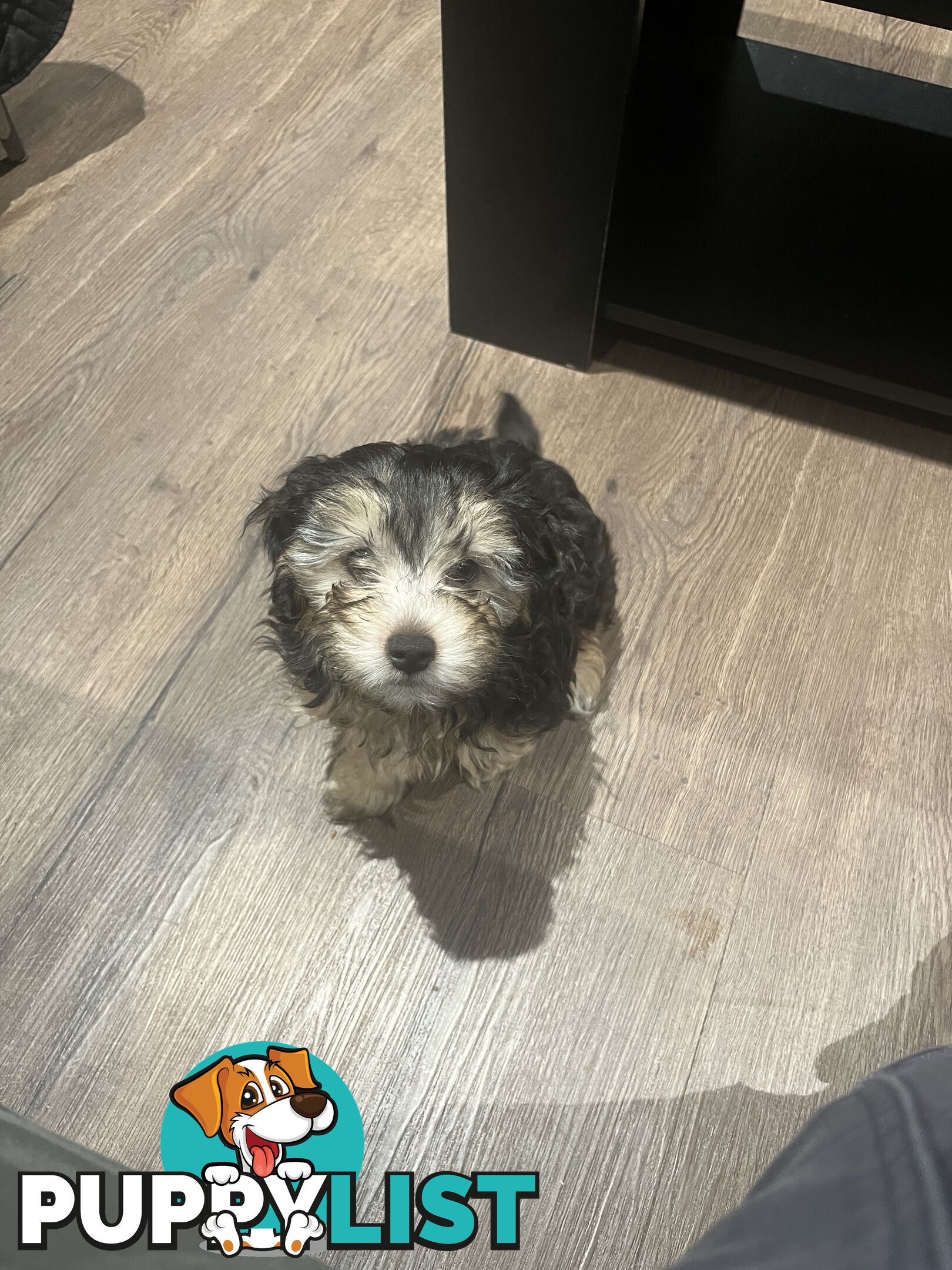 Toy Poodle x Maltese Shih Tzu