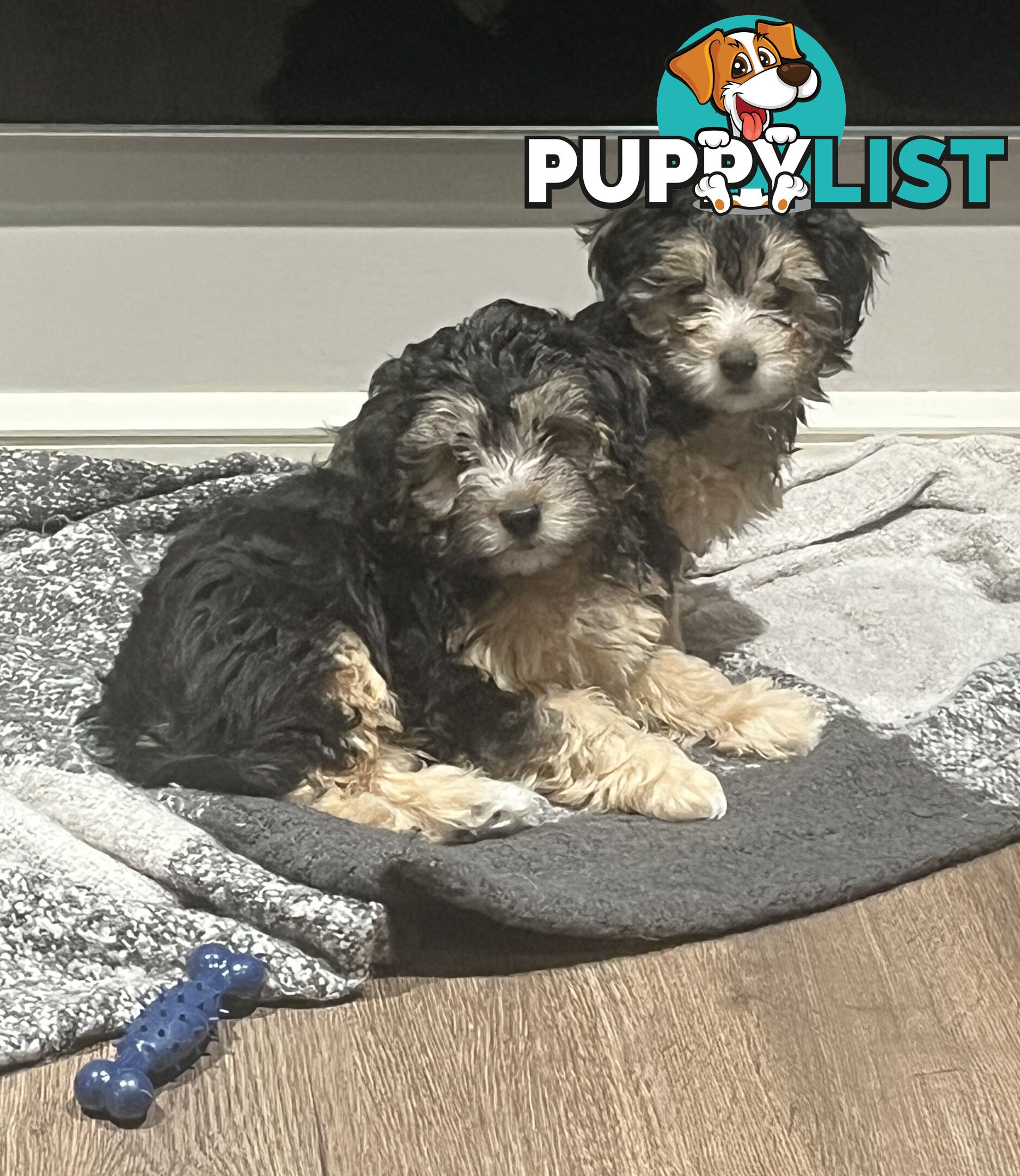 Toy Poodle x Maltese Shih Tzu