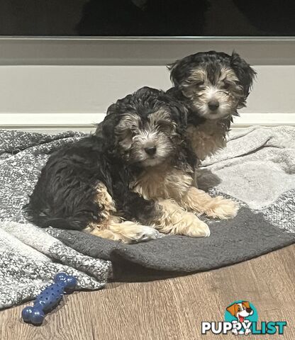 Toy Poodle x Maltese Shih Tzu