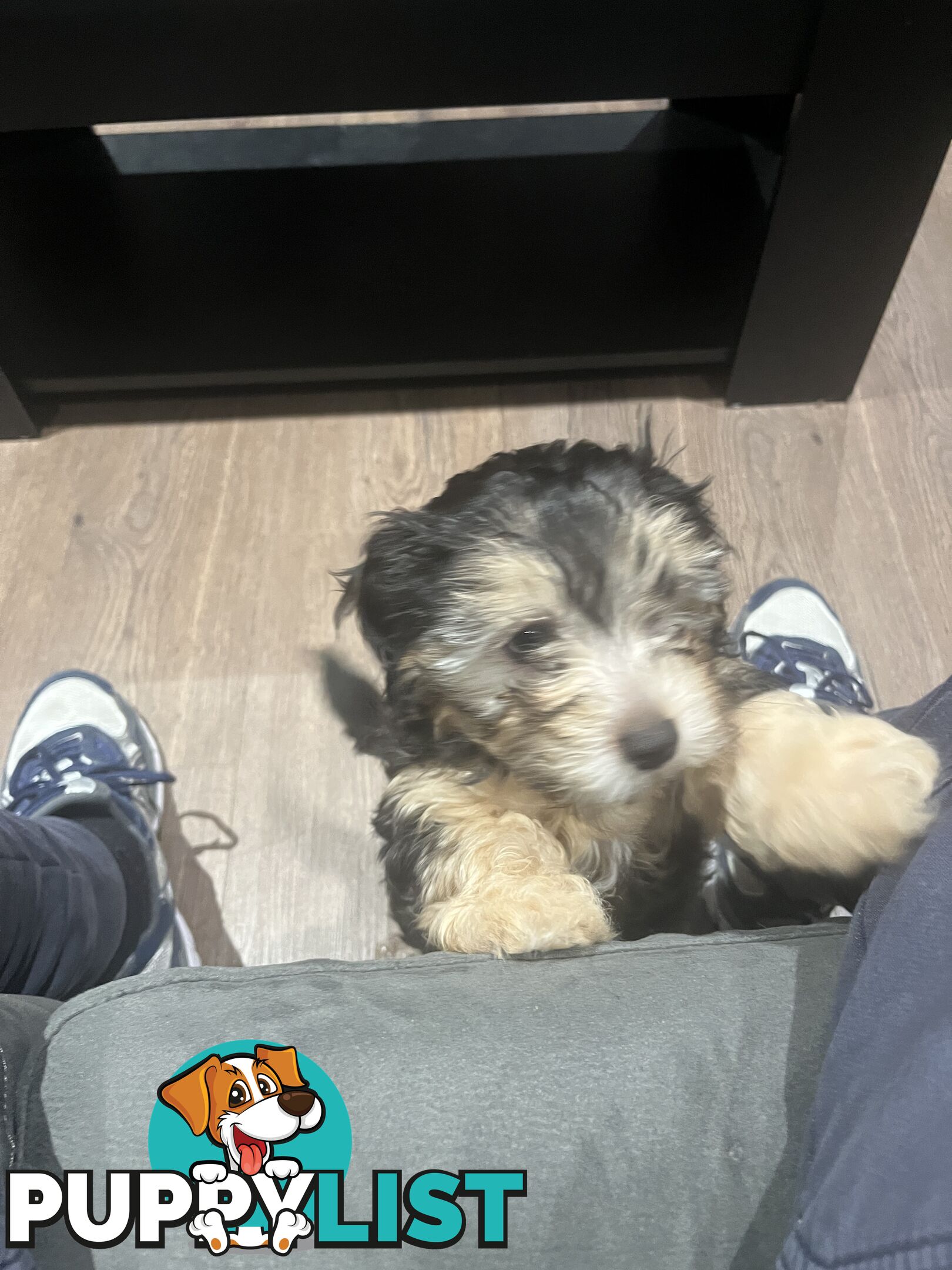 Toy Poodle x Maltese Shih Tzu