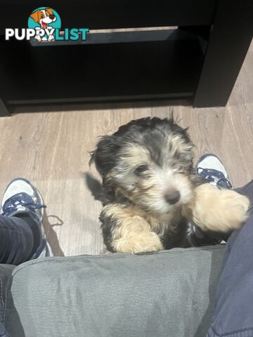 Toy Poodle x Maltese Shih Tzu