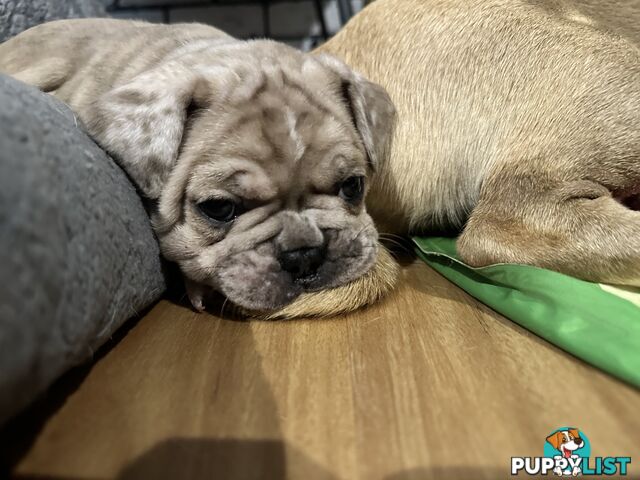 French bulldogs x Pug (Frug Puppies) - Quality Pups