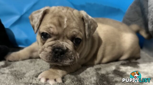 French bulldogs x Pug (Frug Puppies) - Quality Pups