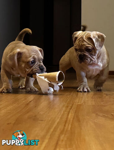 French bulldogs x Pug 10 Weeks Old - Ready To Go