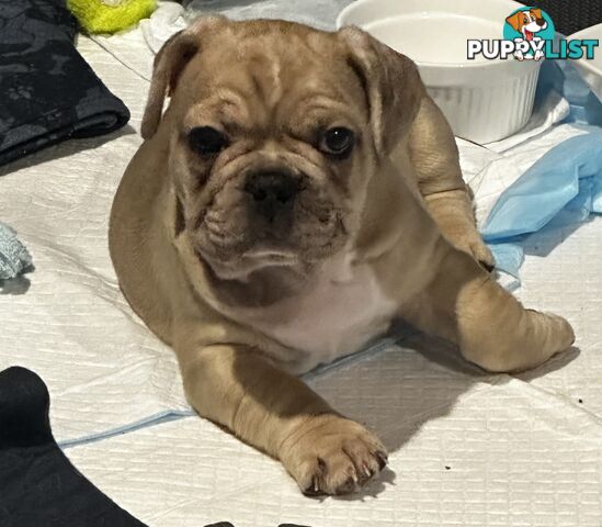 French bulldogs x Pug (Frug Puppies) - Quality Pups