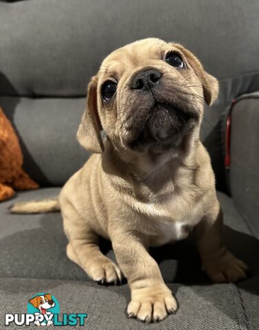 French bulldogs x Pug (Frug Puppies) - Quality Pups