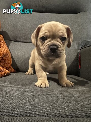 French bulldogs x Pug (Frug Puppies) - Quality Pups