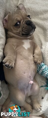 French bulldogs x Pug (Frug Puppies) - Quality Pups