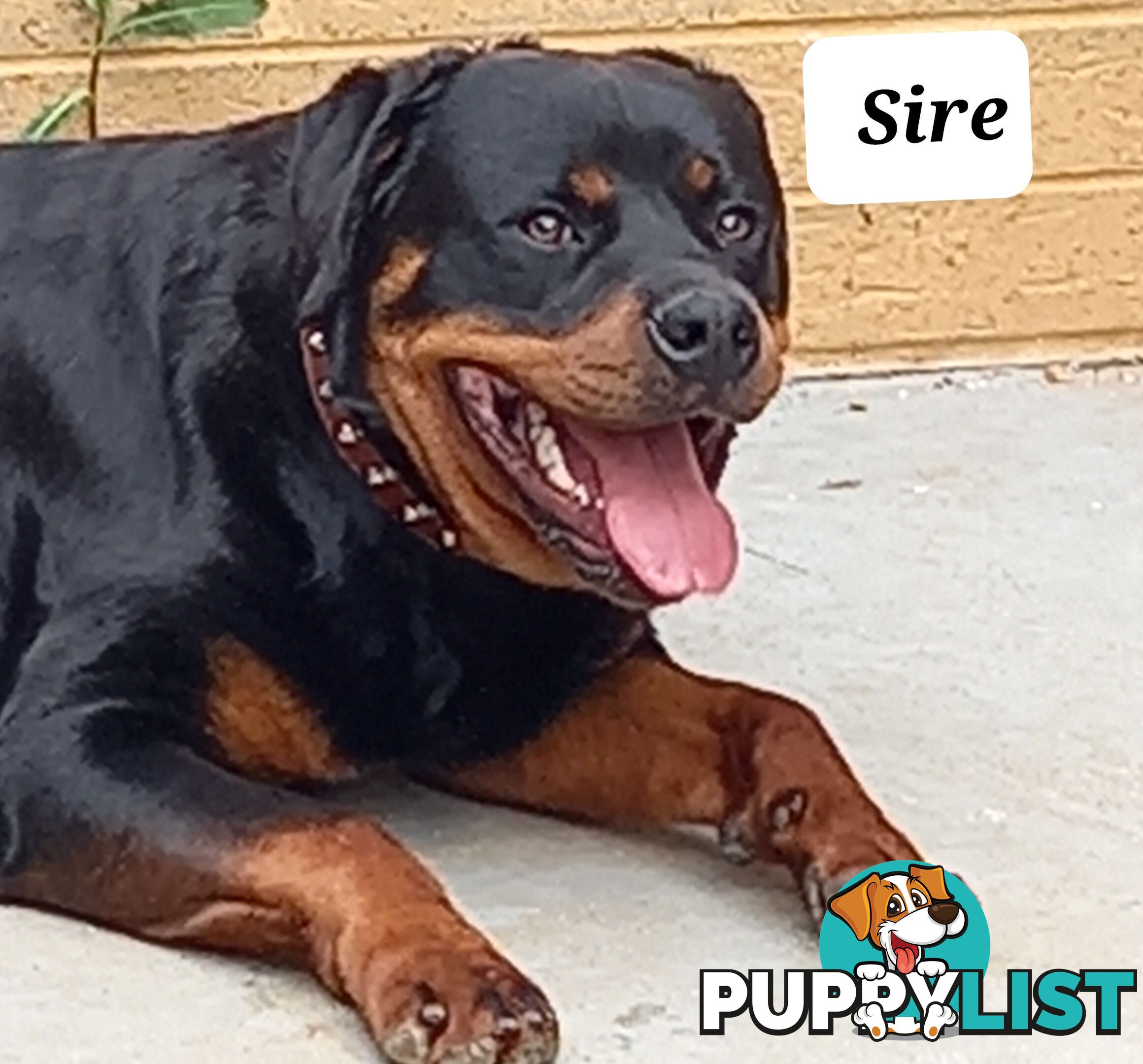 Purebred Rottweiler Puppies!!