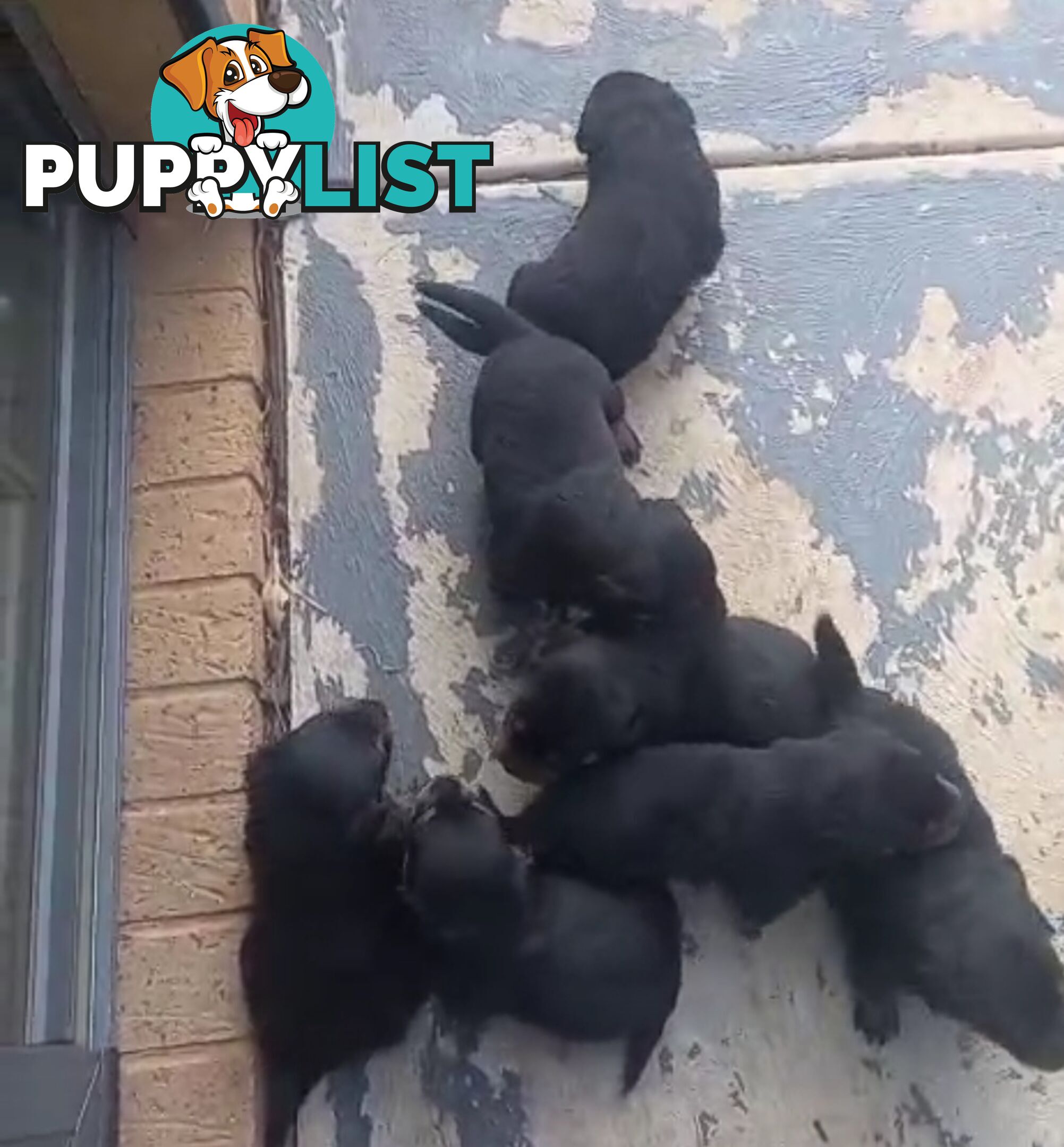 Purebred Rottweiler Puppies!!