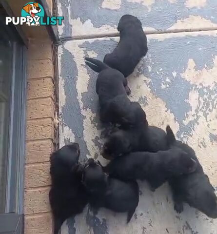 Purebred Rottweiler Puppies!!