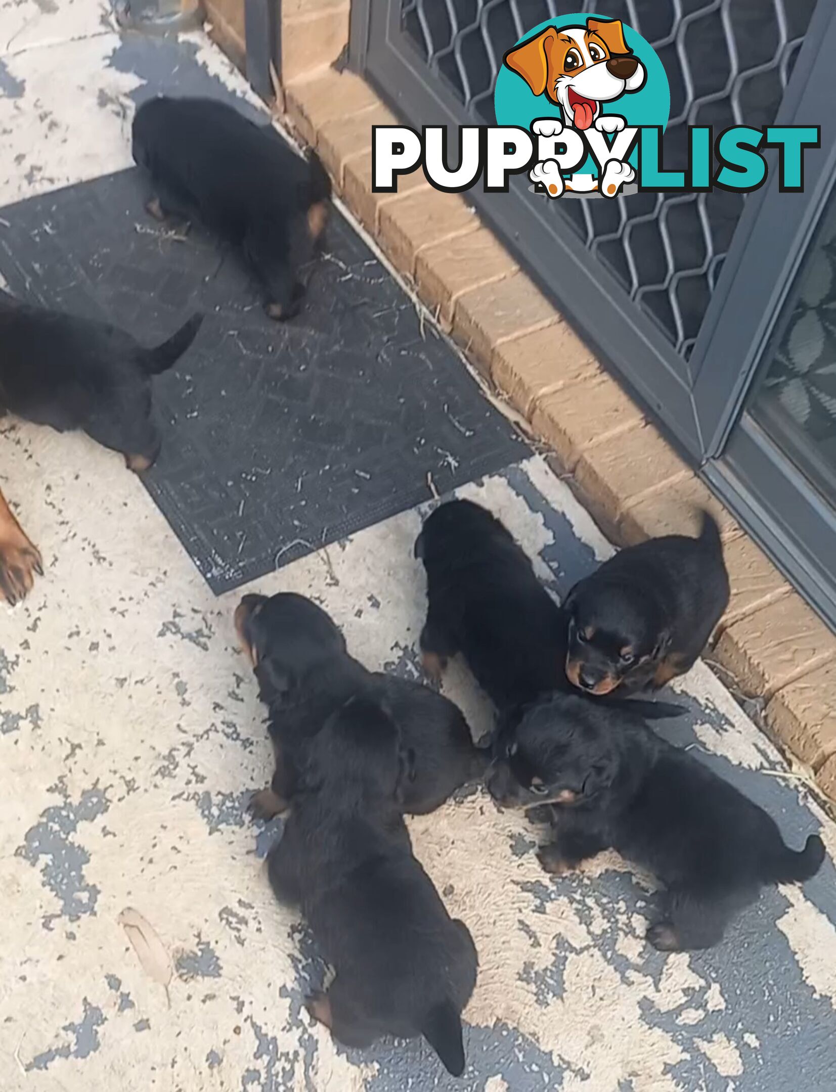 Purebred Rottweiler Puppies!!