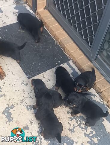 Purebred Rottweiler Puppies!!
