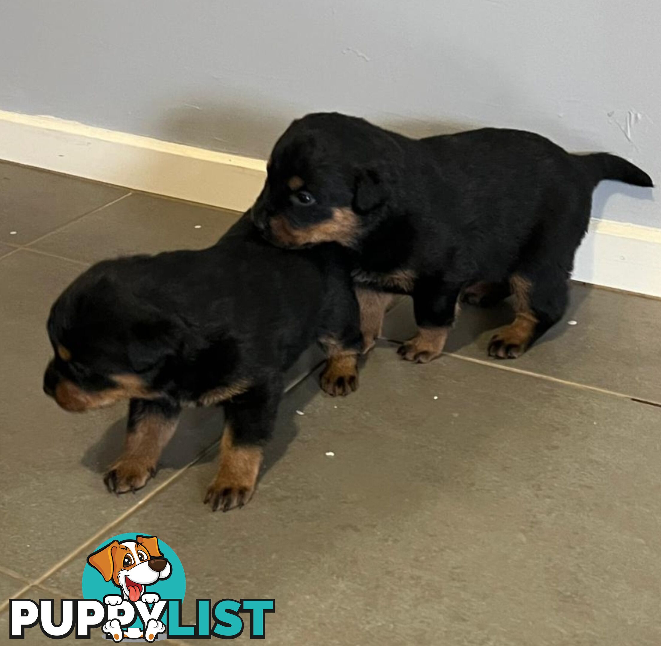 Purebred Rottweiler Puppies!!