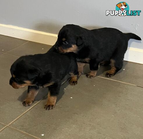Purebred Rottweiler Puppies!!