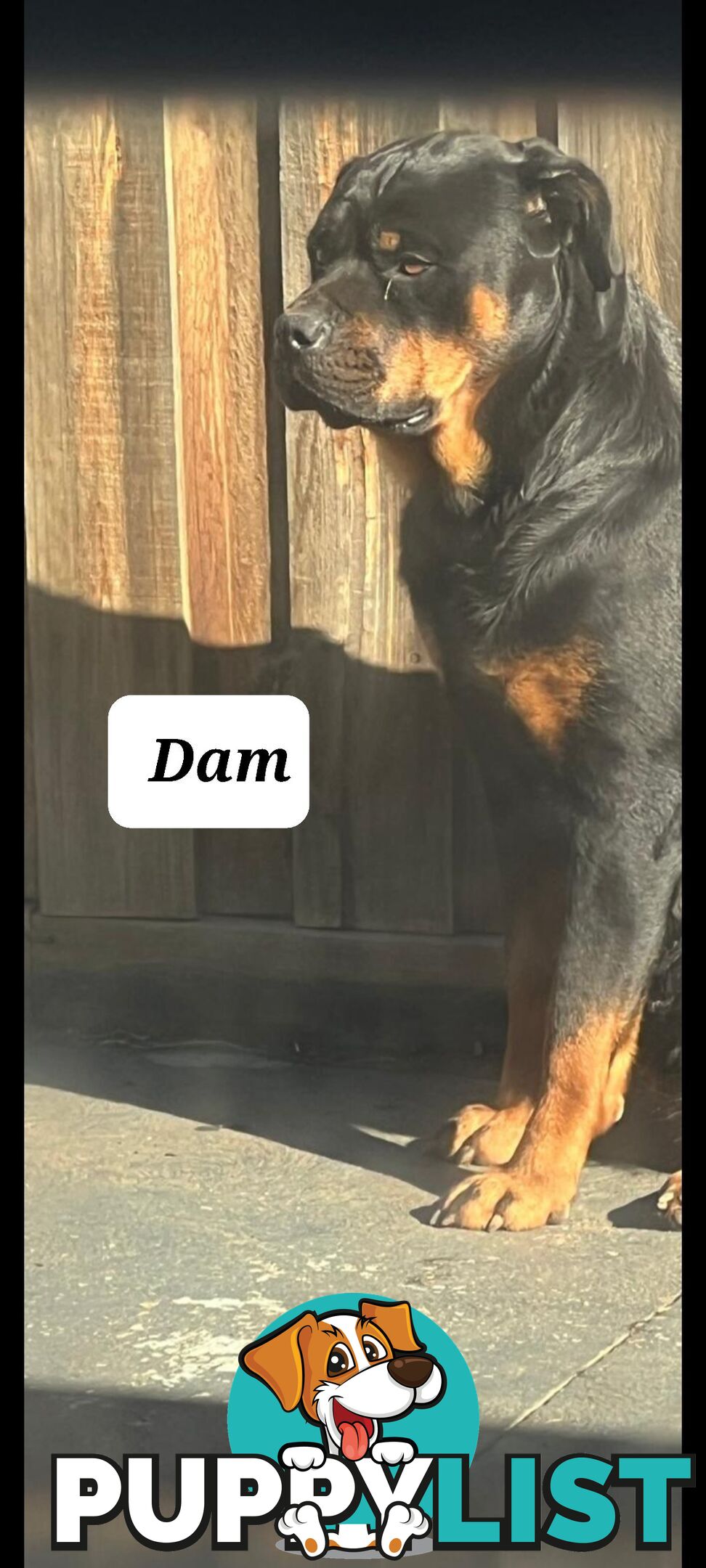 Purebred Rottweiler Puppies!!
