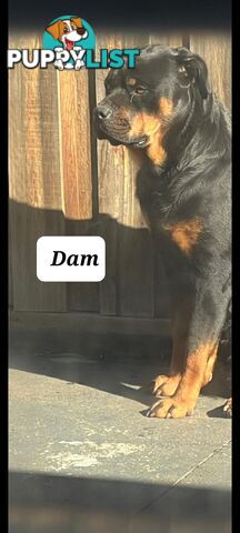 Purebred Rottweiler Puppies!!
