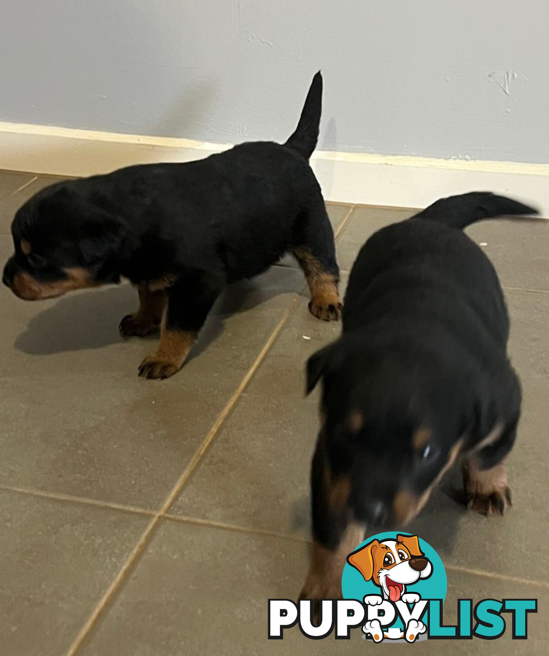 Purebred Rottweiler Puppies!!