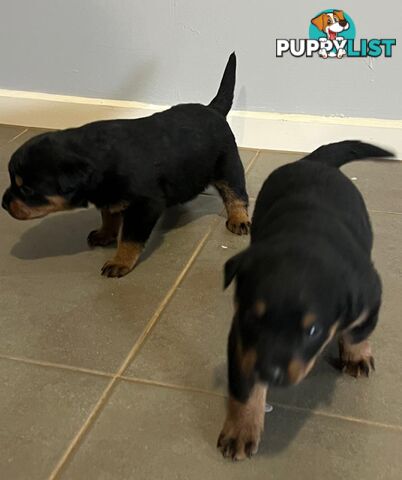 Purebred Rottweiler Puppies!!