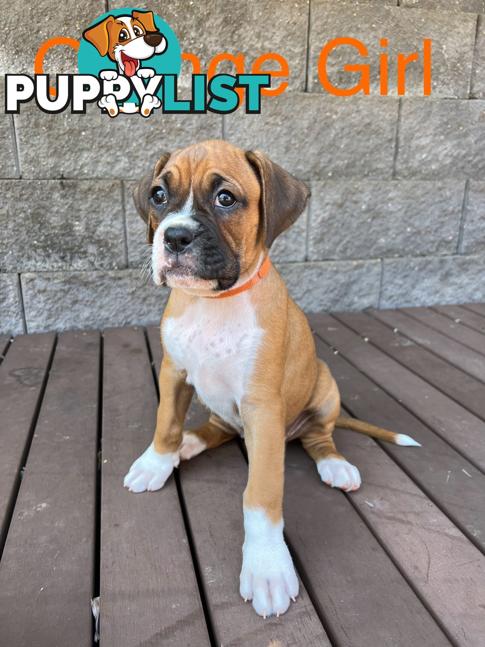 Purebred Boxer Puppies