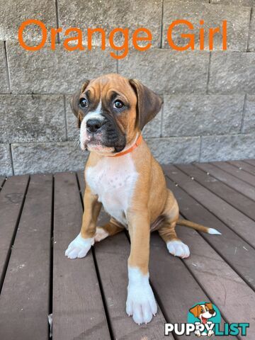 Purebred Boxer Puppies