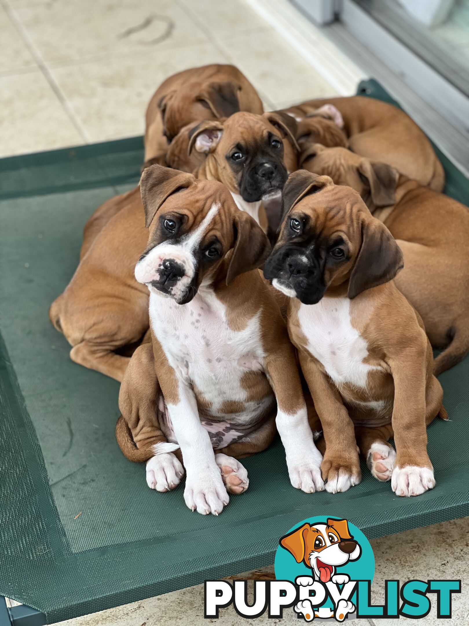 Purebred Boxer Puppies