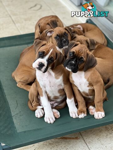 Purebred Boxer Puppies Available Now