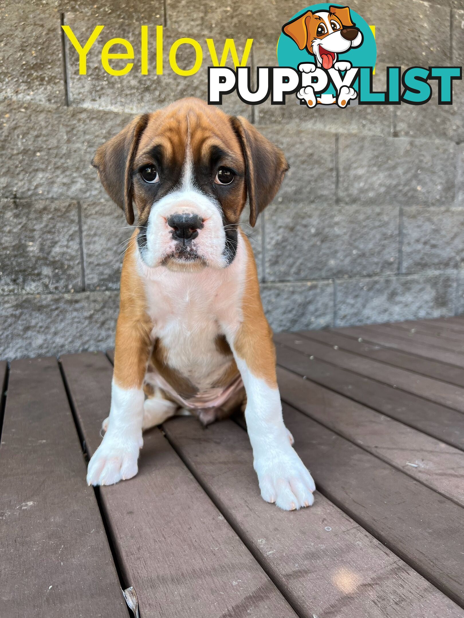 Purebred Boxer Puppies Available Now