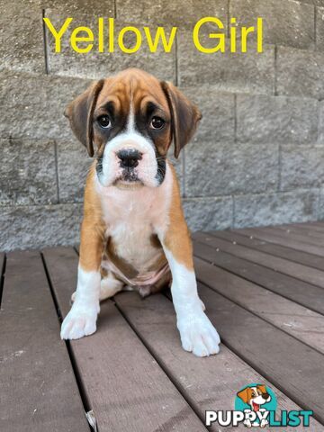 Purebred Boxer Puppies Available Now