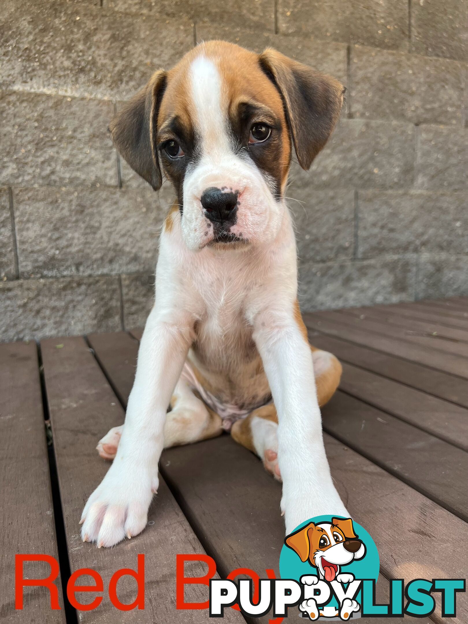 Purebred Boxer Puppies