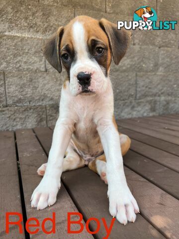 Purebred Boxer Puppies Available Now