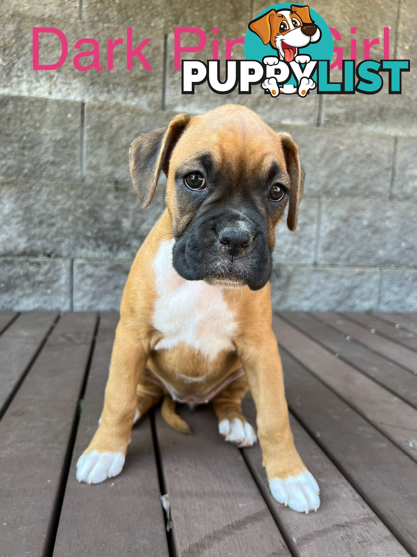 Purebred Boxer Puppies Available Now