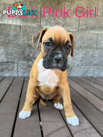 Purebred Boxer Puppies