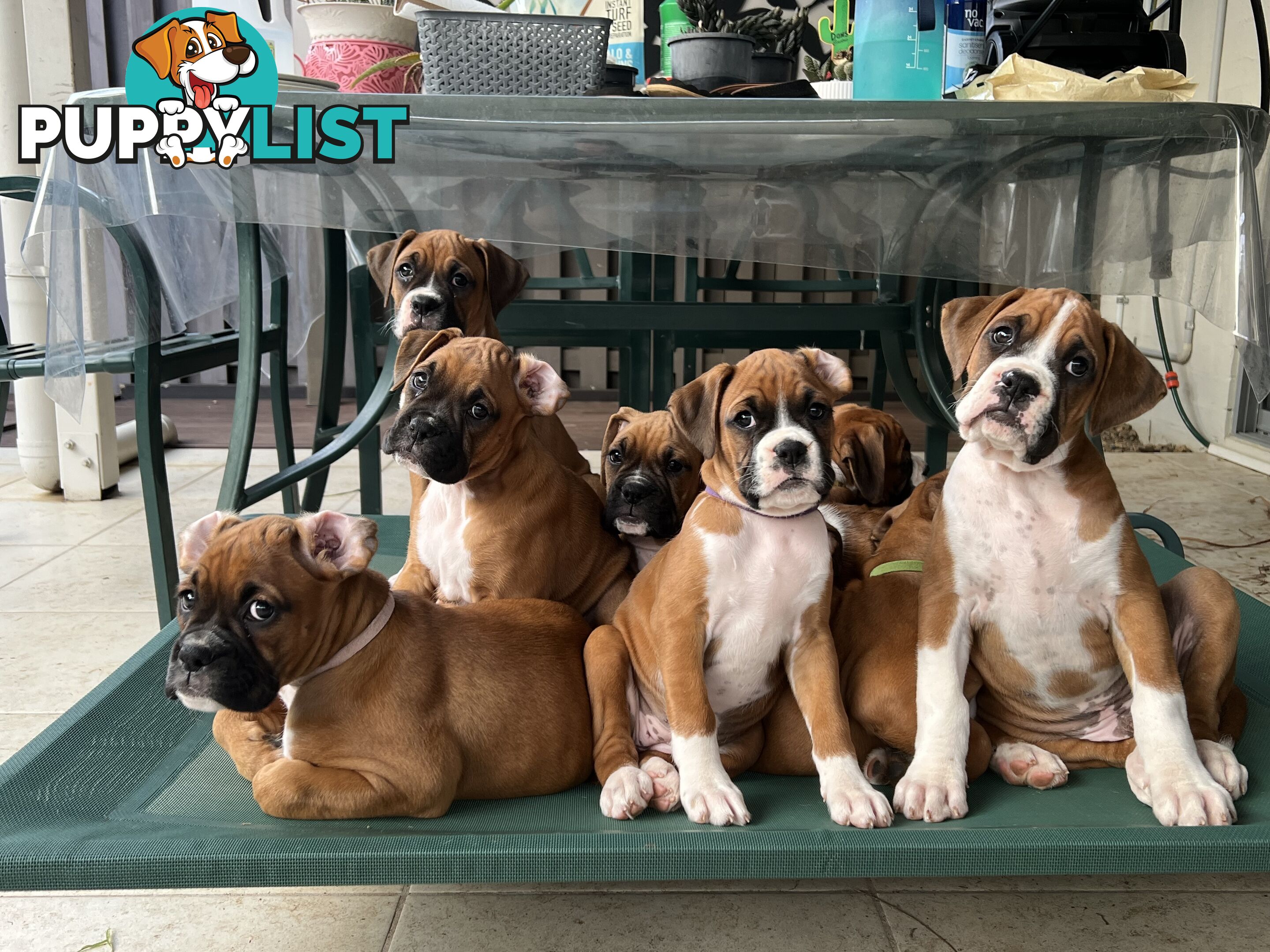 Purebred Boxer Puppies