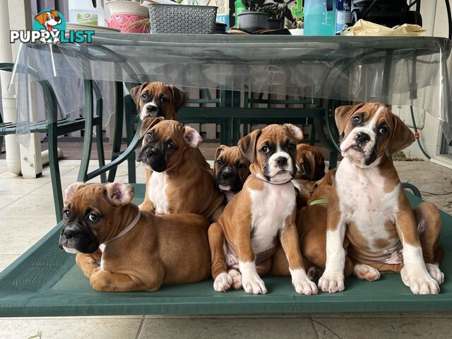 Purebred Boxer Puppies Available Now