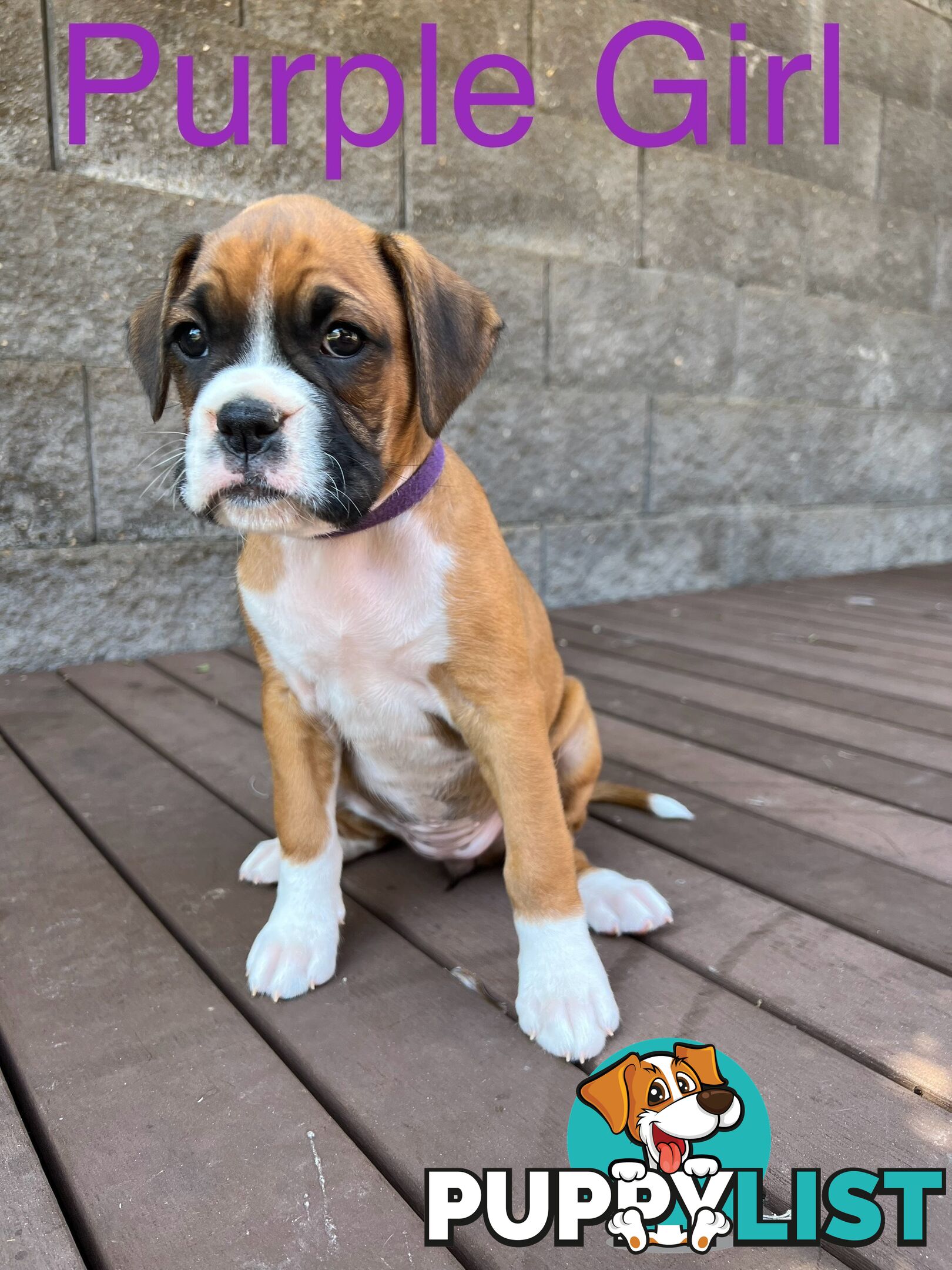 Purebred Boxer Puppies