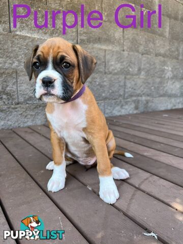 Purebred Boxer Puppies Available Now