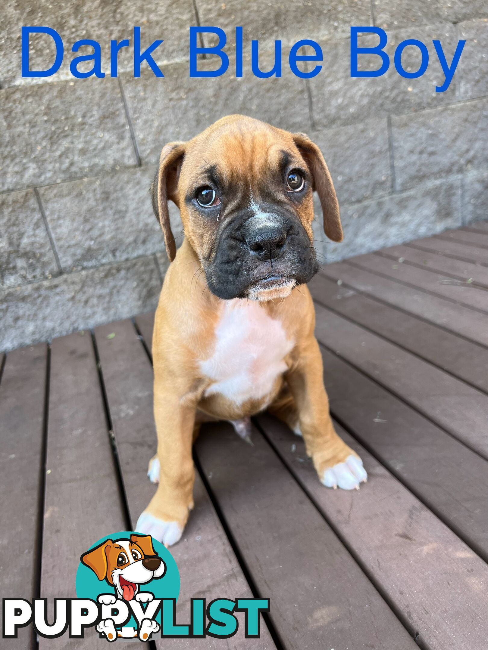 Purebred Boxer Puppies