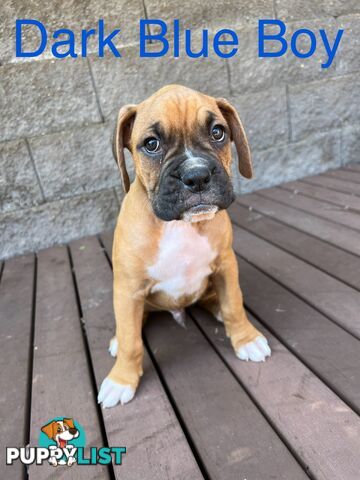 Purebred Boxer Puppies Available Now