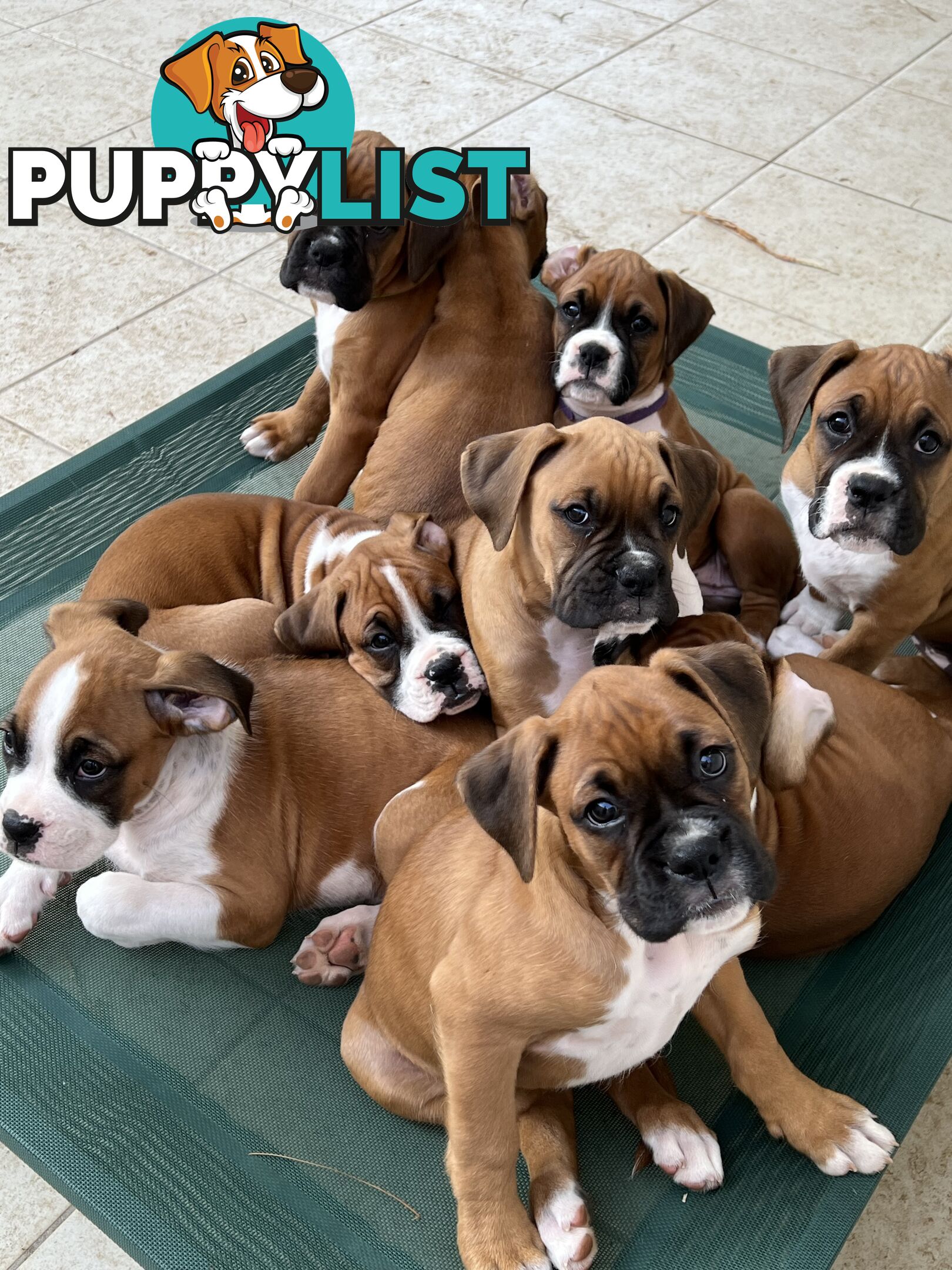 Purebred Boxer Puppies Available Now