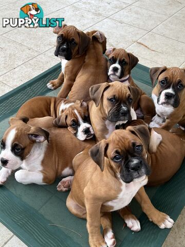 Purebred Boxer Puppies Available Now