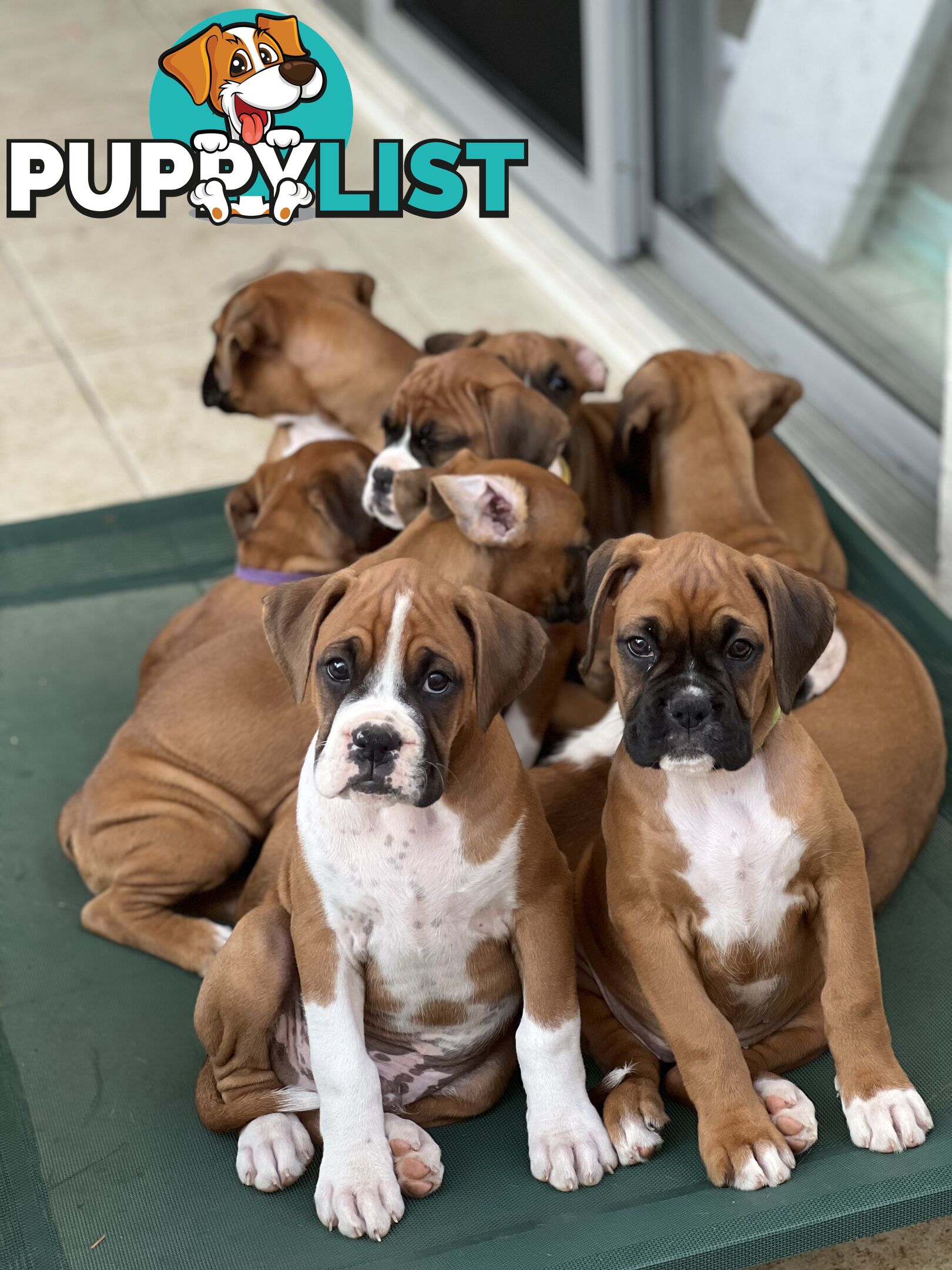 Purebred Boxer Puppies Available Now