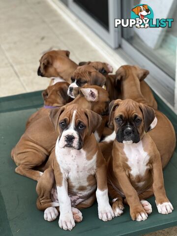 Purebred Boxer Puppies Available Now