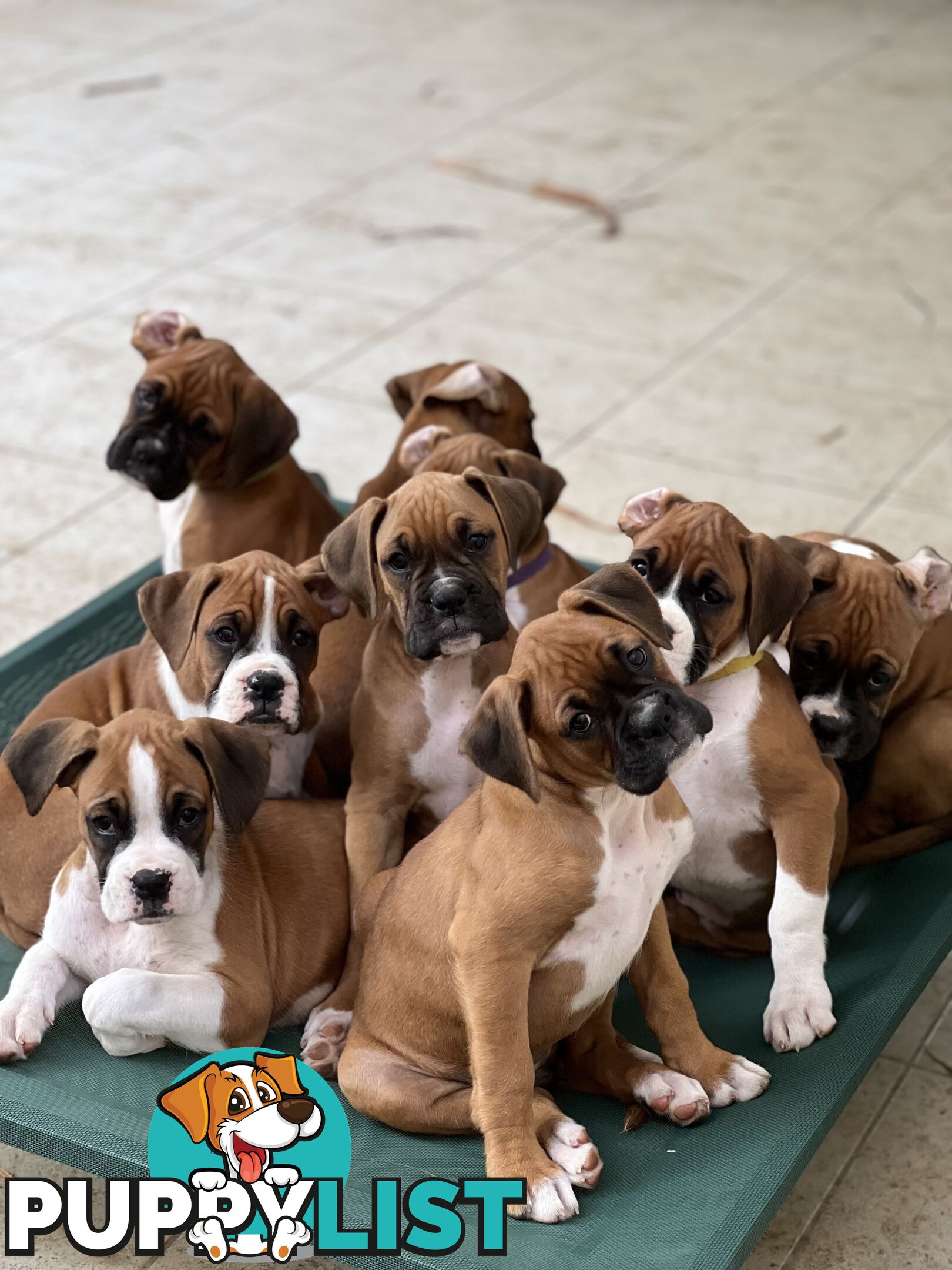 Purebred Boxer Puppies Available Now