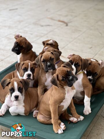 Purebred Boxer Puppies Available Now