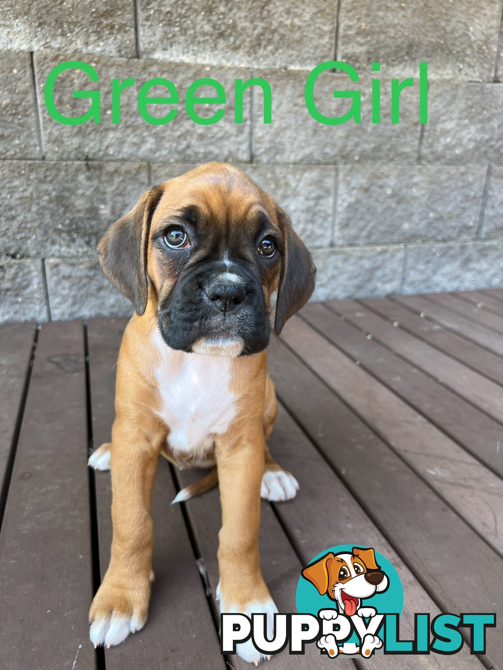 Purebred Boxer Puppies Available Now