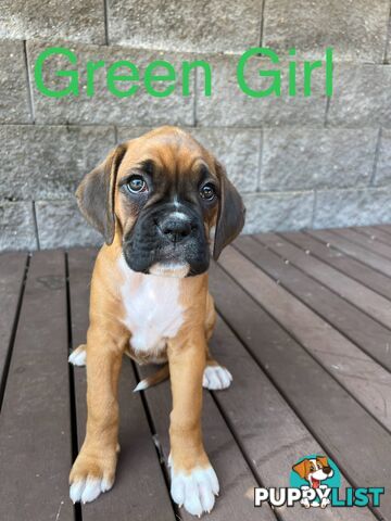 Purebred Boxer Puppies