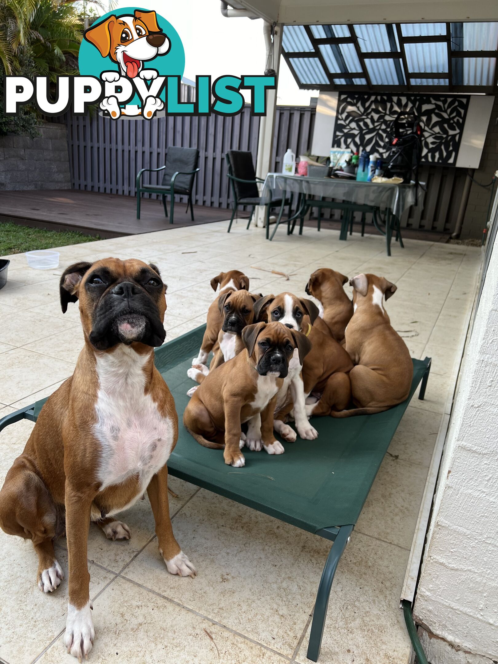 Purebred Boxer Puppies Available Now