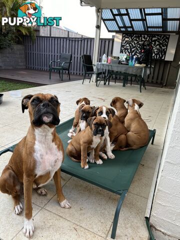 Purebred Boxer Puppies Available Now