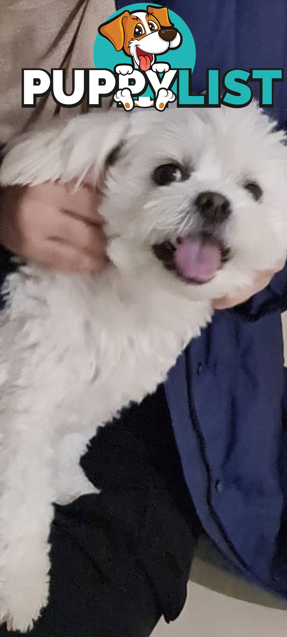 Sweet &cuddly ; Cuddly Malshi for Sale – 2 Years Old, Desexed, Vaccinated – Sydney